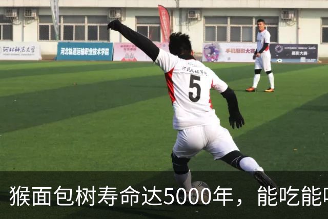 猴面包树寿命达5000年，能吃能喝又能住，为何引进中国却大变样？